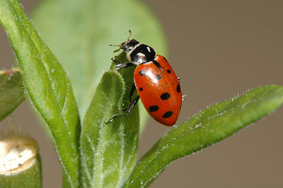 A single lady bug climbs up the delicate leaves of a green plant