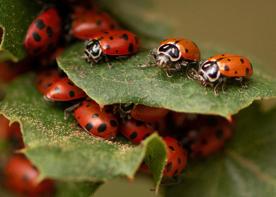 Layers of green leaves with bright reddish orange and black ladybugs huddled inbetween for shelter