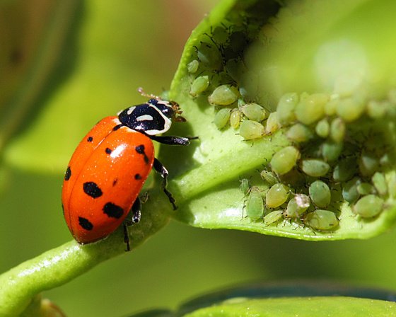 A single Convergent Beetle is crawling towards a group of aphids that are gathered on a leaf